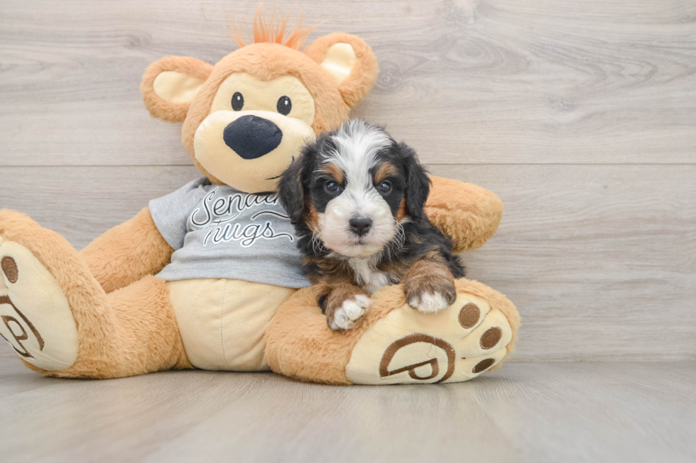 Best Mini Bernedoodle Baby