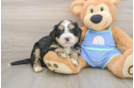 Hypoallergenic Mini Bernepoo Poodle Mix Puppy