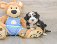 7 week old Mini Bernedoodle Puppy For Sale - Seaside Pups