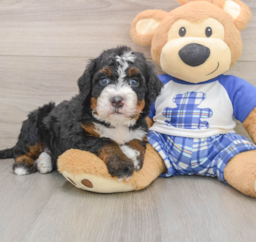 6 week old Mini Bernedoodle Puppy For Sale - Seaside Pups