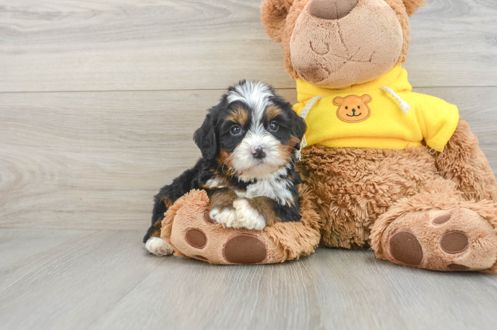 6 week old Mini Bernedoodle Puppy For Sale - Seaside Pups