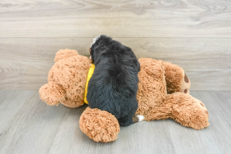 Sweet Mini Bernedoodle Baby