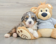 7 week old Mini Bernedoodle Puppy For Sale - Seaside Pups