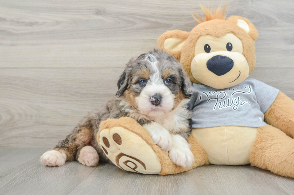 6 week old Mini Bernedoodle Puppy For Sale - Seaside Pups
