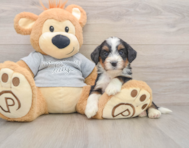 5 week old Mini Bernedoodle Puppy For Sale - Seaside Pups