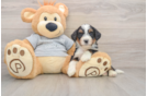 Mini Bernedoodle Pup Being Cute