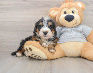 7 week old Mini Bernedoodle Puppy For Sale - Seaside Pups