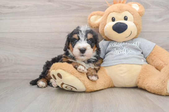Mini Bernedoodle Puppy for Adoption
