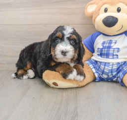 7 week old Mini Bernedoodle Puppy For Sale - Seaside Pups