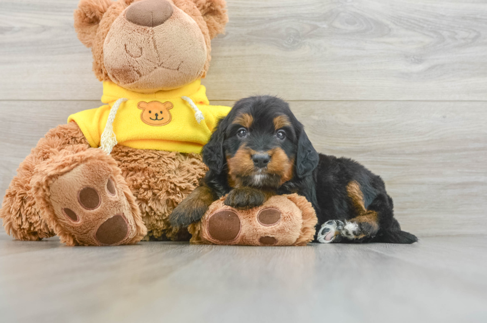 6 week old Mini Bernedoodle Puppy For Sale - Seaside Pups