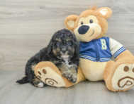 8 week old Mini Bernedoodle Puppy For Sale - Seaside Pups