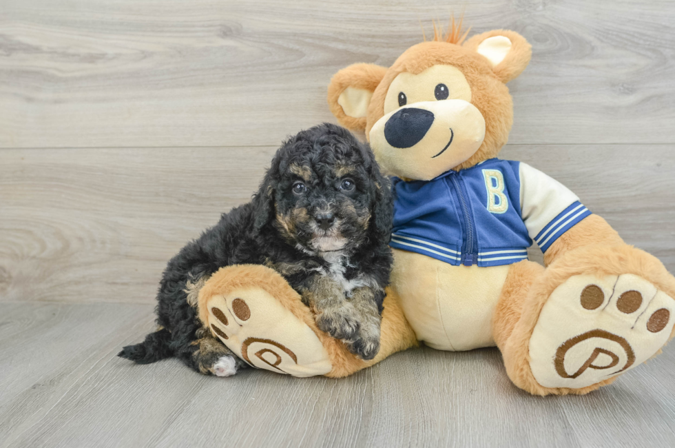 8 week old Mini Bernedoodle Puppy For Sale - Seaside Pups