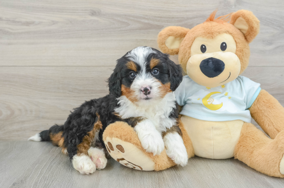 6 week old Mini Bernedoodle Puppy For Sale - Seaside Pups