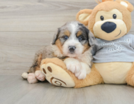 7 week old Mini Bernedoodle Puppy For Sale - Seaside Pups