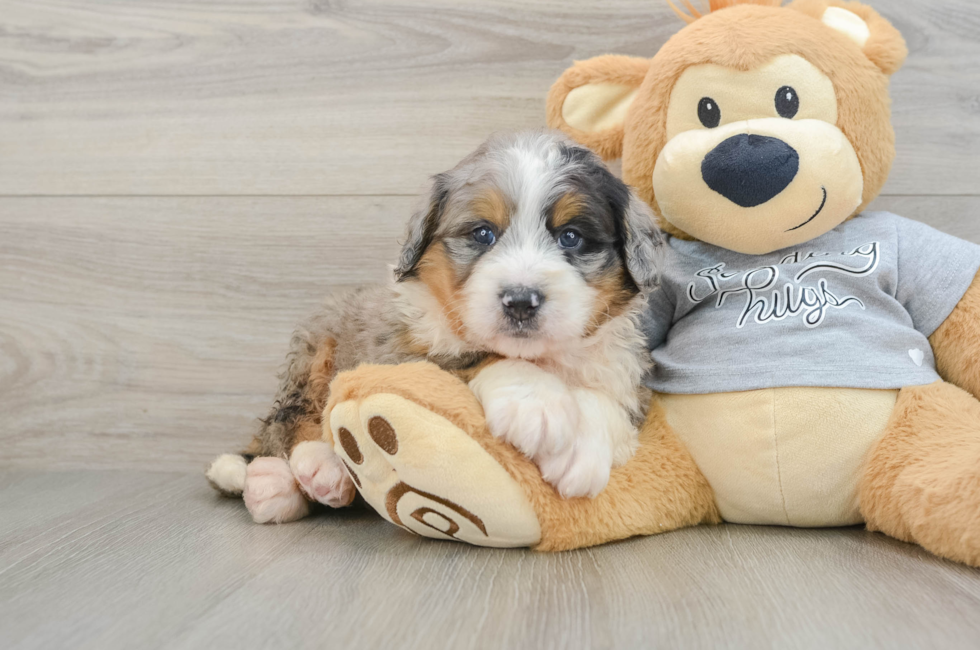 6 week old Mini Bernedoodle Puppy For Sale - Seaside Pups