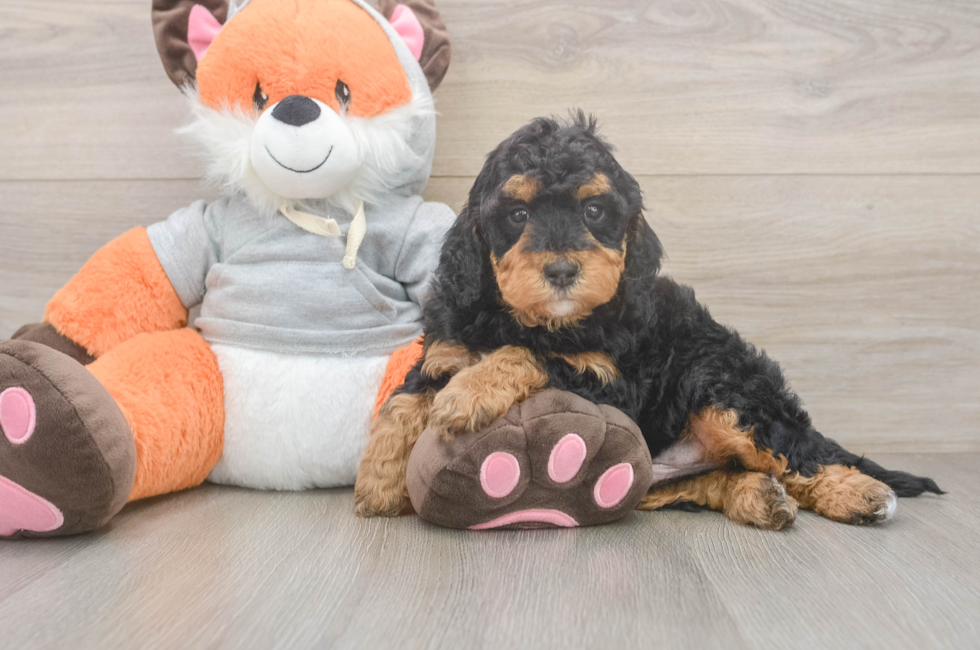 4 week old Mini Bernedoodle Puppy For Sale - Seaside Pups