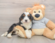 5 week old Mini Bernedoodle Puppy For Sale - Seaside Pups
