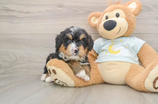 Funny Mini Bernedoodle Poodle Mix Pup