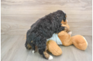 Cute Mini Bernedoodle Baby