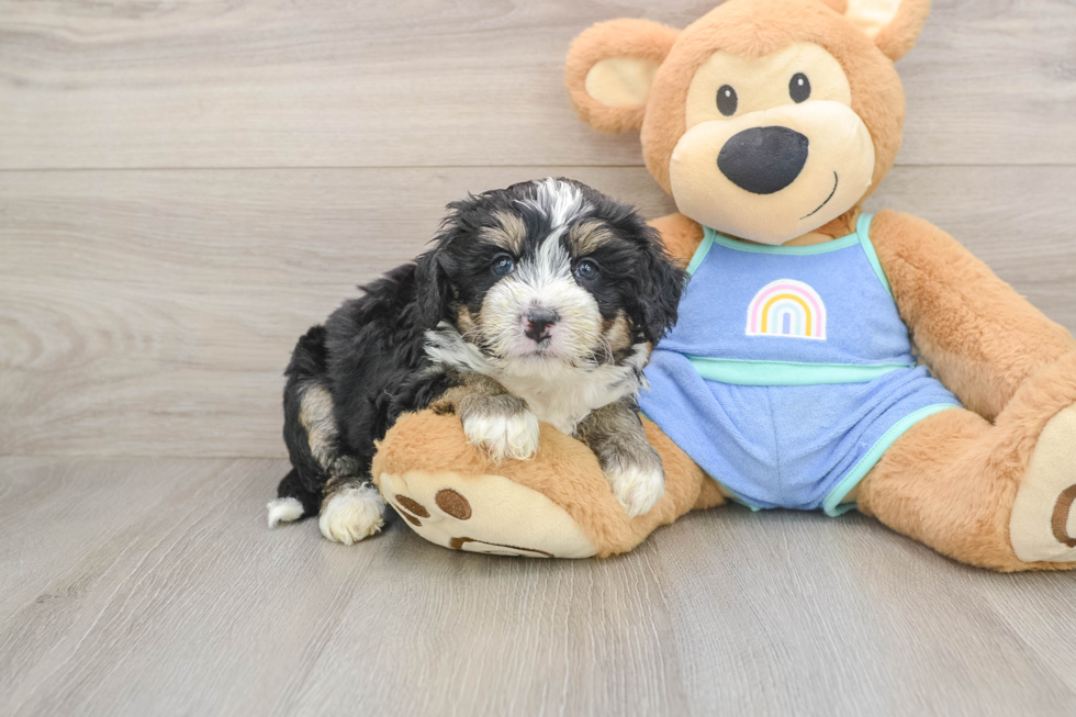 Mini Bernedoodle Puppy for Adoption