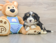 7 week old Mini Bernedoodle Puppy For Sale - Seaside Pups