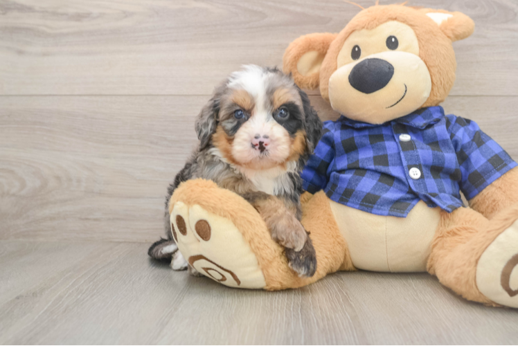 Mini Bernedoodle Puppy for Adoption