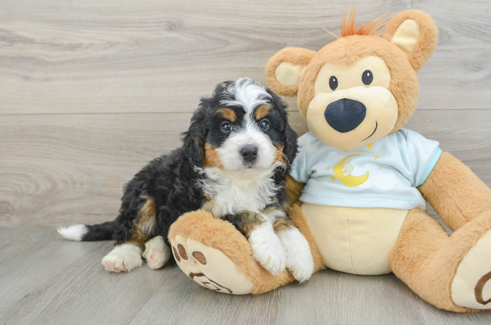 6 week old Mini Bernedoodle Puppy For Sale - Seaside Pups