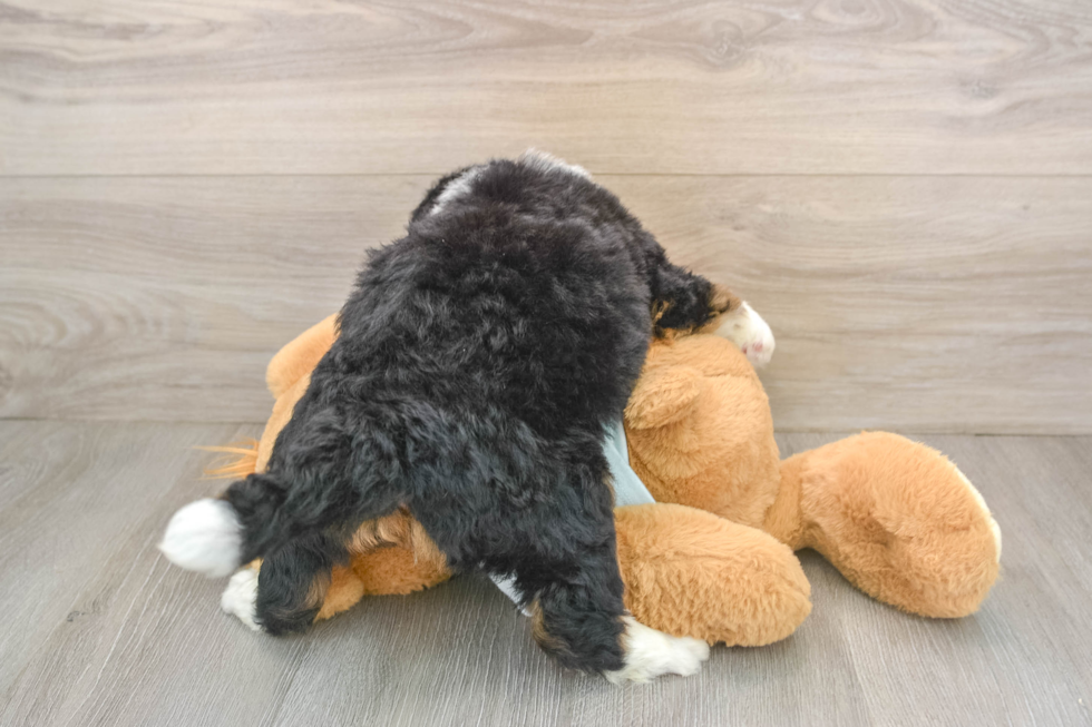 Mini Bernedoodle Puppy for Adoption