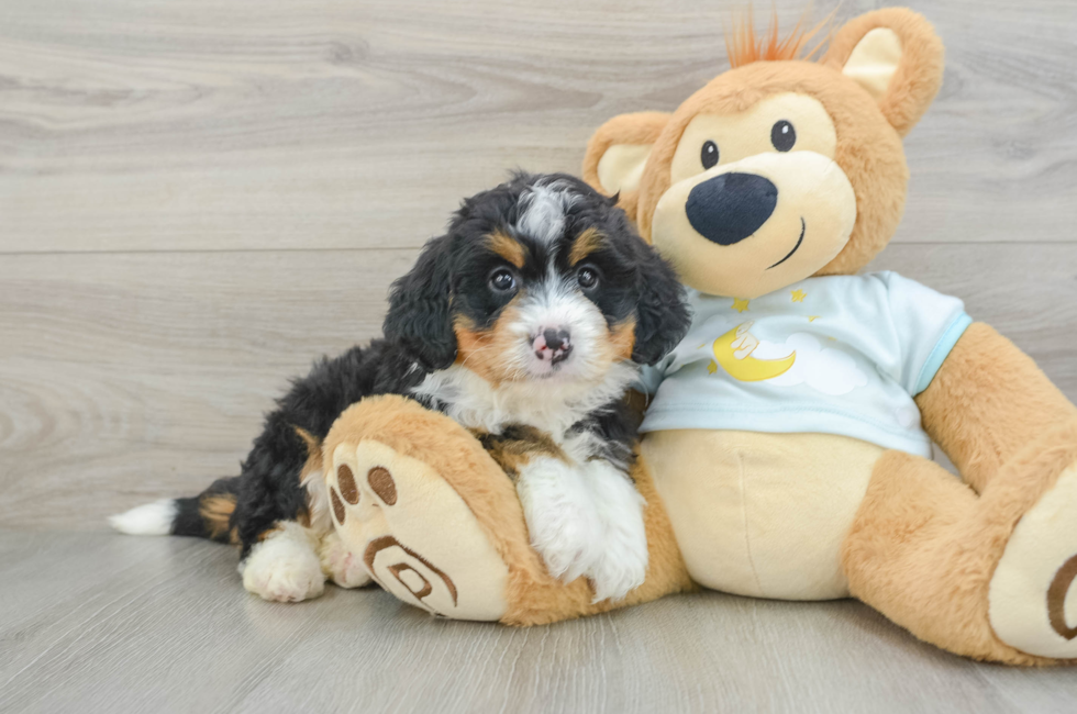 6 week old Mini Bernedoodle Puppy For Sale - Seaside Pups