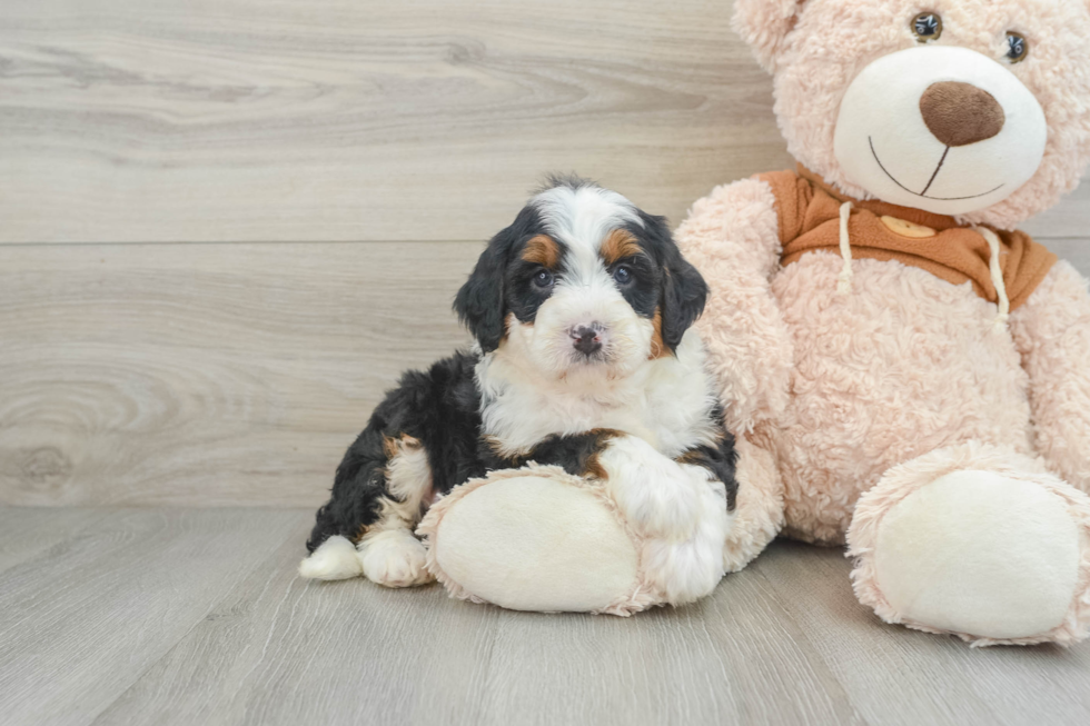 Energetic Mini Bernesedoodle Poodle Mix Puppy