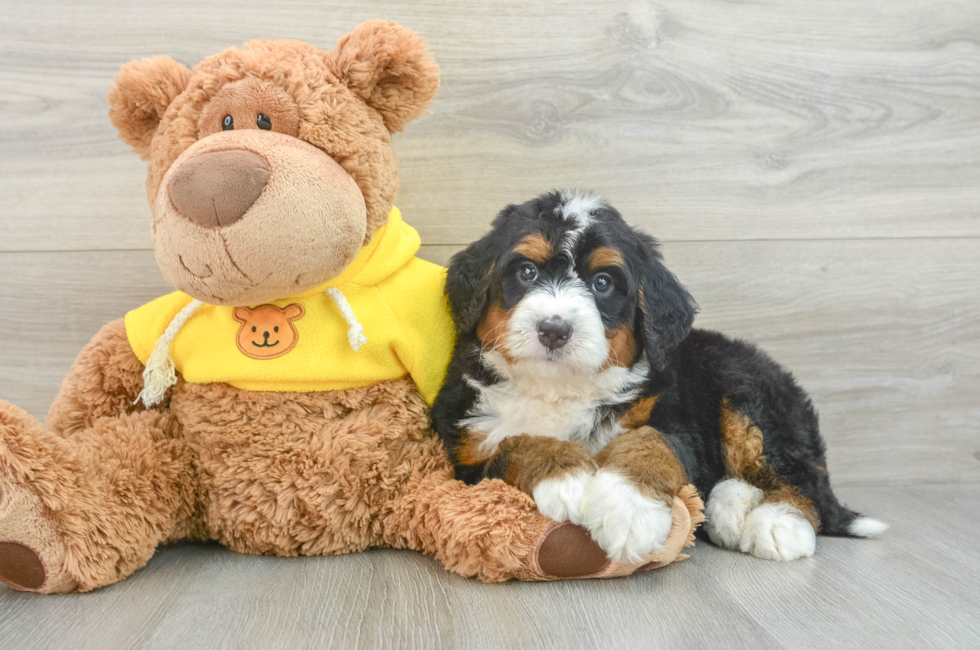 6 week old Mini Bernedoodle Puppy For Sale - Seaside Pups