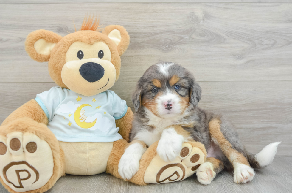 5 week old Mini Bernedoodle Puppy For Sale - Seaside Pups