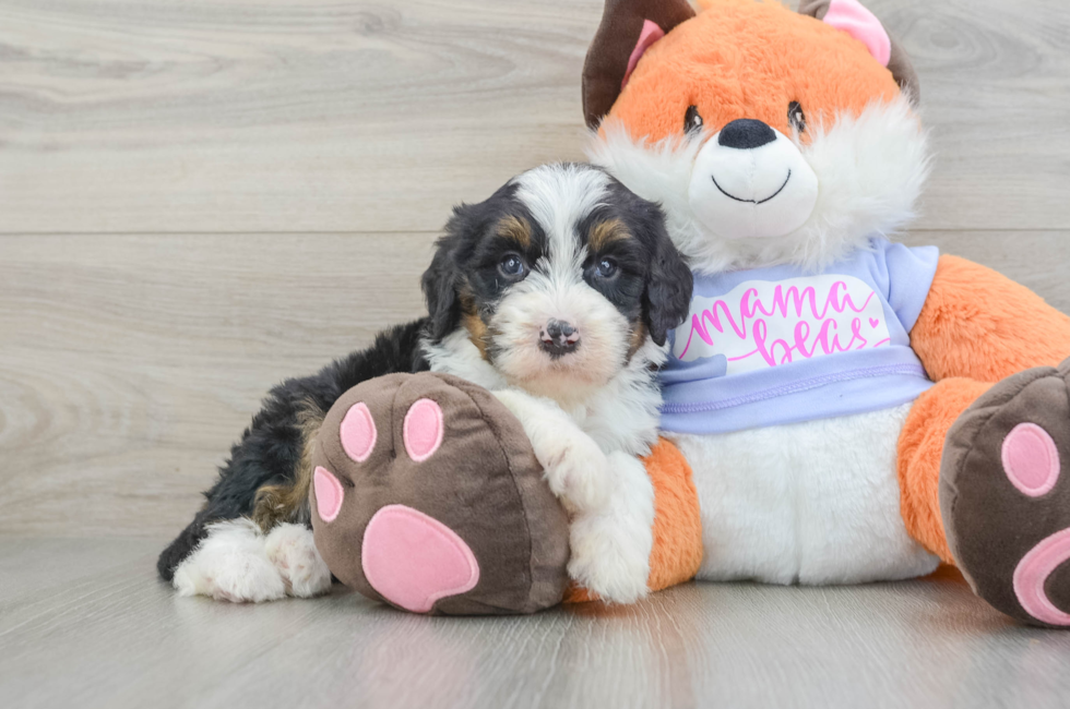 5 week old Mini Bernedoodle Puppy For Sale - Seaside Pups