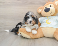 7 week old Mini Bernedoodle Puppy For Sale - Seaside Pups