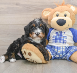 7 week old Mini Bernedoodle Puppy For Sale - Seaside Pups