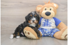 Mini Bernedoodle Pup Being Cute