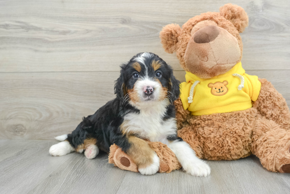 Best Mini Bernedoodle Baby