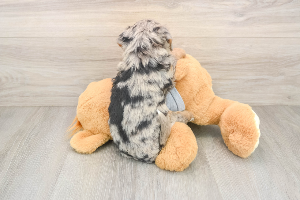 Popular Mini Bernedoodle Poodle Mix Pup