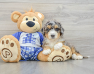 7 week old Mini Bernedoodle Puppy For Sale - Seaside Pups