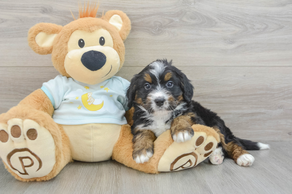 6 week old Mini Bernedoodle Puppy For Sale - Seaside Pups