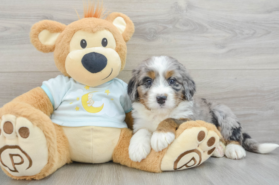 5 week old Mini Bernedoodle Puppy For Sale - Seaside Pups