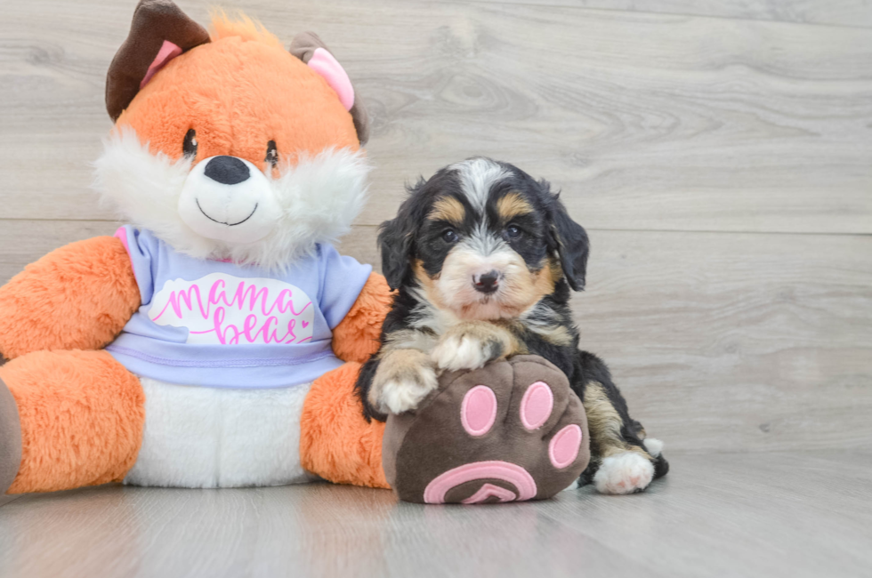 5 week old Mini Bernedoodle Puppy For Sale - Seaside Pups