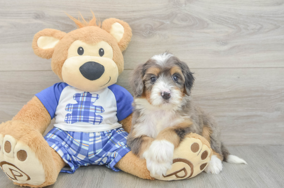 7 week old Mini Bernedoodle Puppy For Sale - Seaside Pups