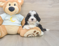 8 week old Mini Bernedoodle Puppy For Sale - Seaside Pups