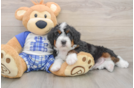 Mini Bernedoodle Pup Being Cute
