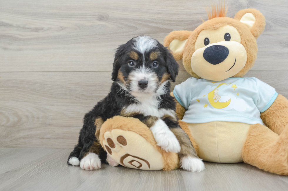 6 week old Mini Bernedoodle Puppy For Sale - Seaside Pups