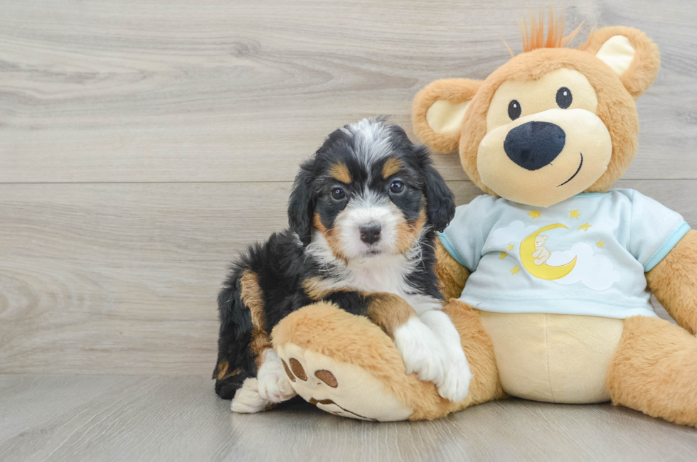 5 week old Mini Bernedoodle Puppy For Sale - Seaside Pups