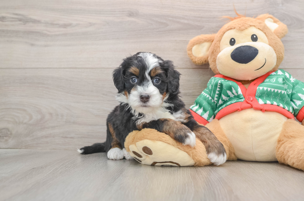 5 week old Mini Bernedoodle Puppy For Sale - Seaside Pups