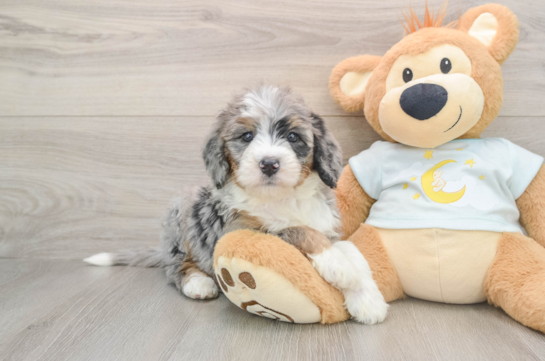 Best Mini Bernedoodle Baby