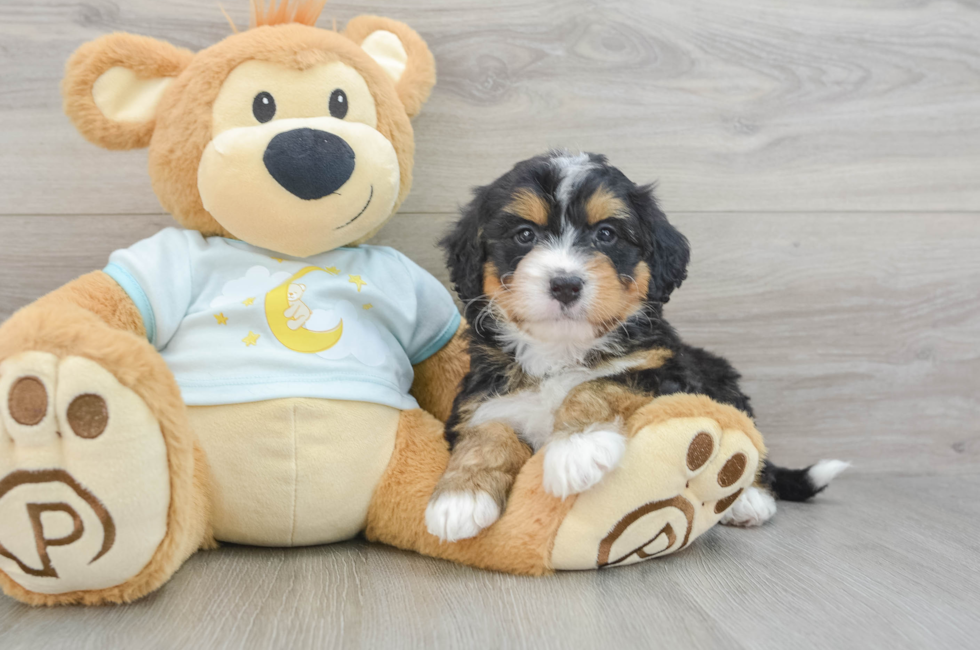 6 week old Mini Bernedoodle Puppy For Sale - Seaside Pups